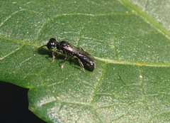 Crossocerus