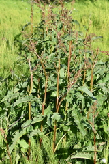 Rumex aquaticus protractus