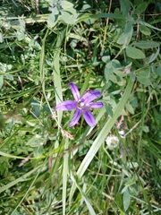 Brodiaea coronaria