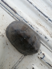 Kinosternon hirtipes