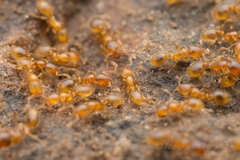 Solenopsis japonica