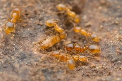 Solenopsis japonica
