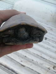 Kinosternon hirtipes