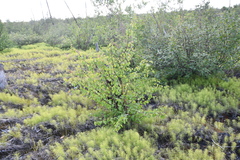 Betula pubescens pumila