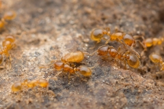 Solenopsis japonica