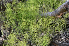 Equisetum pratense