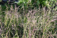 Arctagrostis arundinacea