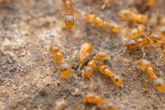 Solenopsis japonica