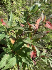 Koenigia alpina