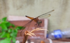 Brachydiplax chalybea