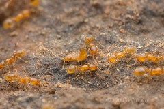 Solenopsis japonica