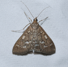 Mecyna mustelinalis