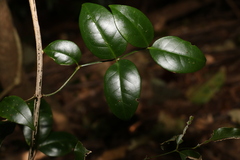Pandorea jasminoides