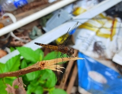 Brachydiplax chalybea