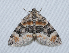 Dysstroma colvillei