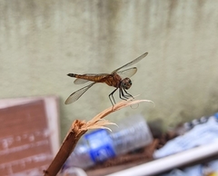 Brachydiplax chalybea