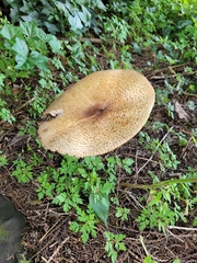 Agaricus augustus