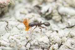 Temnothorax congruus