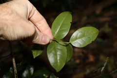 Pandorea jasminoides
