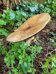 Agaricus augustus
