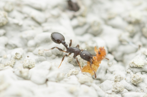 和谐切胸蚁Temnothorax congruus