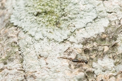 Camponotus itoi