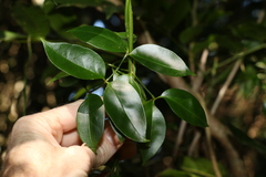 Pandorea jasminoides