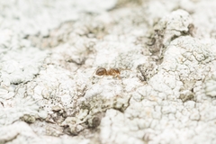 Lasius hayashi