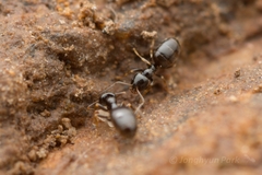 Plagiolepis manczshurica