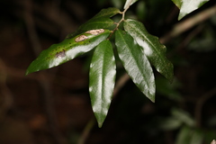 Meiogyne stenopetala