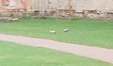 Columba livia domestica