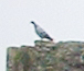 Columba livia domestica