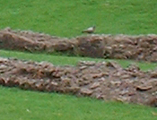 Columba livia domestica