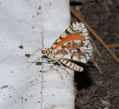 Stamnodes tessellata