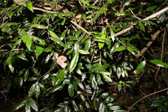 Meiogyne stenopetala