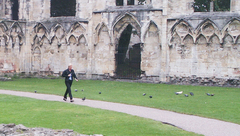 Columba livia domestica