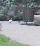 Columba livia domestica