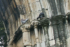 Columba livia domestica