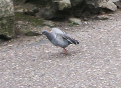 Columba livia domestica