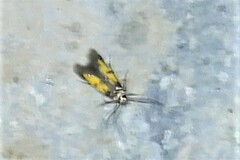 Chrysoclista linneella