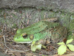 Lithobates clamitans