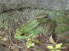 Lithobates clamitans