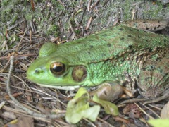 Lithobates clamitans