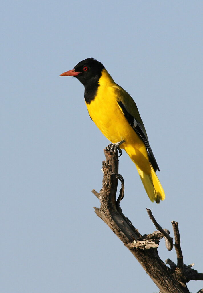 African Black-headed Oriole (Oriolus larvatus) photo
