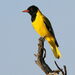 Black-headed Oriole - Photo (c) Derek Keats, some rights reserved (CC BY)