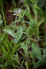 Collomia linearis