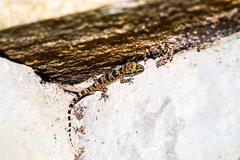 Hemidactylus triedrus