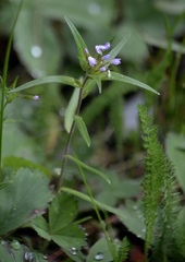 Collomia linearis