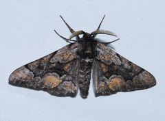 Phaeoura mexicanaria