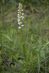 Platanthera dilatata